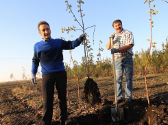 Сад тамбовских вишен и яблонь посадят в Люксембурге