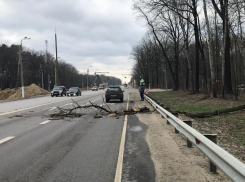 А МЧС предупреждал: трухлявое дерево упало на проезжавшую машину на трассе в Тамбовском районе 