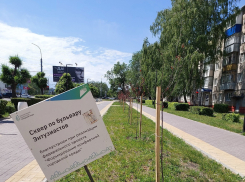 В Тамбове на бульваре Энтузиастов засохли посаженные весной деревья