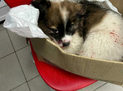 Под Тамбовом неизвестные расстреляли щенков 