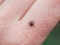 Клещи покусали уже более тысячи тамбовчан