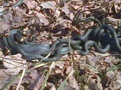 В лесах под Тамбовом активизировались змеи. Поговаривают о скрещенных с гадюками ужах