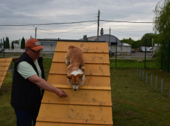 Власти Тамбова подбирают места для обустройства новых площадок для собак