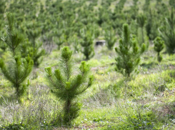 В регионе расчищают пространство под новые леса