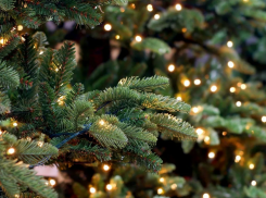 Скоро Новый год: в Тамбовскую область привезли первые новогодние ёлки