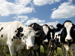 Тамбовские коровы стали давать больше молока