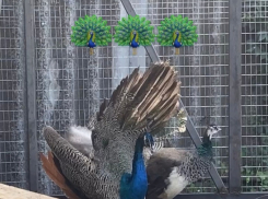 Жительница Жердевки завела на приусадебном участке павлинов