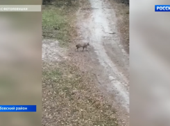 Шесть рысей гуляют по просторам Тамбовской области