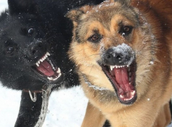 В центре Тамбова бездомные собаки покусали женщину