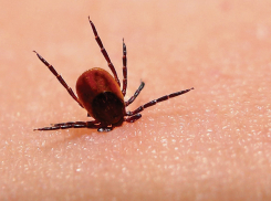 С начала сезона клещи покусали почти 500 тамбовчан