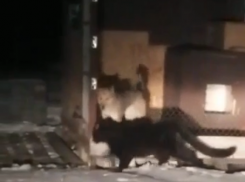 В полиции прокомментировали инцидент со сбежавшей пантерой на севере Тамбова