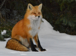 В Тамбовской области регулируют численность лисиц