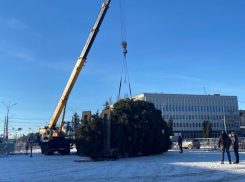 Ёлке с площади Ленина в Тамбове подарят вторую жизнь