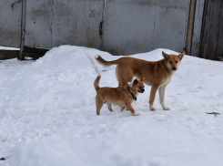 В наукограде в этом году отловят 550 собак