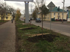 На улицах Тамбова в этом году высадят 1500 крупномеров