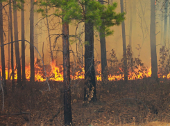 В Тамбовской области введён особый противопожарный режим