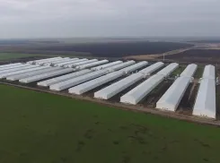 В отношении «Токарёвской птицефабрики» могут возбудить уголовное дело из-за загрязнения пруда