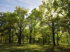 Власти Тамбова озеленят город деревьями и кустарниками на более чем 1 миллион рублей
