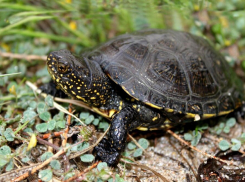 Рассказовские дачники соседствуют с необычными рептилиями