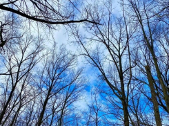 Облачная погода и оттепель сохраняются в Тамбове на текущей неделе