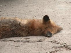 В тамбовском дворе найден труп бешеной лисы