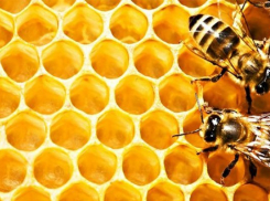 Тамбовские пчеловоды дошли до суда в ситуации с массовой гибелью пчёл