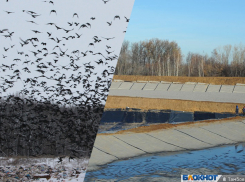 Свалке – да, полигону – нет? В чем логика никифоровских протестов? 