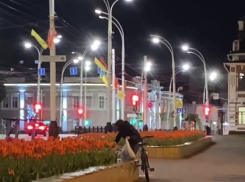 В центре Тамбова неизвестная срезала тюльпаны с клумбы