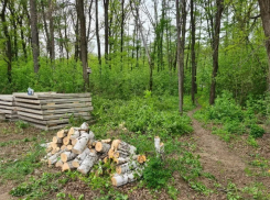 Власти Тамбова подтвердили массовую вырубку деревьев в Пригородном лесу