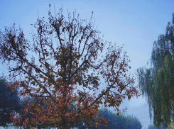 Выходные в Тамбовской области начнутся с тумана