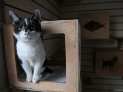 В Тамбове собирают макулатуру для помощи бездомным животным