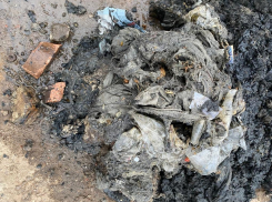 Жители Котовска за год более 200 раз забили костями и салфетками канализацию