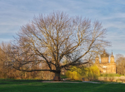 Тамбовчанка победила во всероссийском конкурсе с фото старого ясеня в усадьбе Войковых-Поленовых