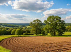 Тамбов передал области 27 тысяч квадратных метров земли в Пригородном лесу