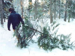 Пеньки от свежесрубленных елок были обнаружены в Тамбовском районе.