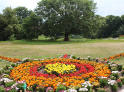 Почти 200-летний ясень в уваровской усадьбе вошёл в реестр памятников живой природы