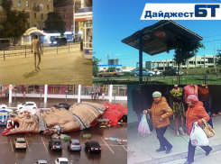 Забавные, смешные и нелепые случаи 2017 года в дайджесте «Блокнота Тамбова»