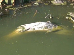 Токарёвскую птицефабрику обязали заплатить почти 3 млн рублей за гибель рыбы в пруду Рогатый