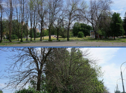 В Тамбове от жука-вредителя погибло более тысячи деревьев