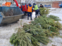 В Тамбове в рамках экологической акции собрали 60 кубов новогодних ёлок