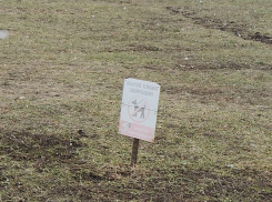 Жители Мичуринска стали жаловаться на собачников