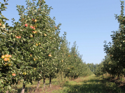 «Сады Мичурина» продают с аукциона