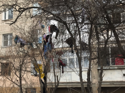 В Тамбове появились «одетые деревья»