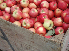 Любовь к яблокам или легкой наживе «сгубила» парочку мичуринцев
