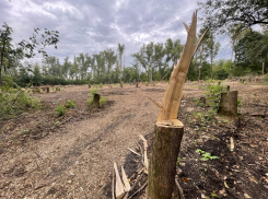 Дачники в Тамбове жалуются на скандальный «Стинэк»: работы по расчистке Цны идут с нарушениями