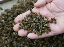 У «Агро Висты» отсудили 1,6 миллиона рублей за гибель пчёл в Тамбовском районе