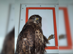 В тамбовском Центре спасения хищных птиц выхаживают канюка 