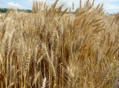 Уборочные работы стартовали: каковы показатели области? 