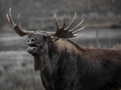 В Тамбовском районе задержан браконьер, убивший лося 