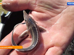 В Цну выпустили мальков краснокнижной стерляди